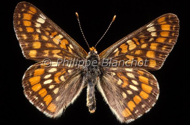 euphydryas maturna.JPG - Euphydryas maturnaDamier du FrêneScarce fritillaryLepidoptera, NymphalidaePapillon protégé en France